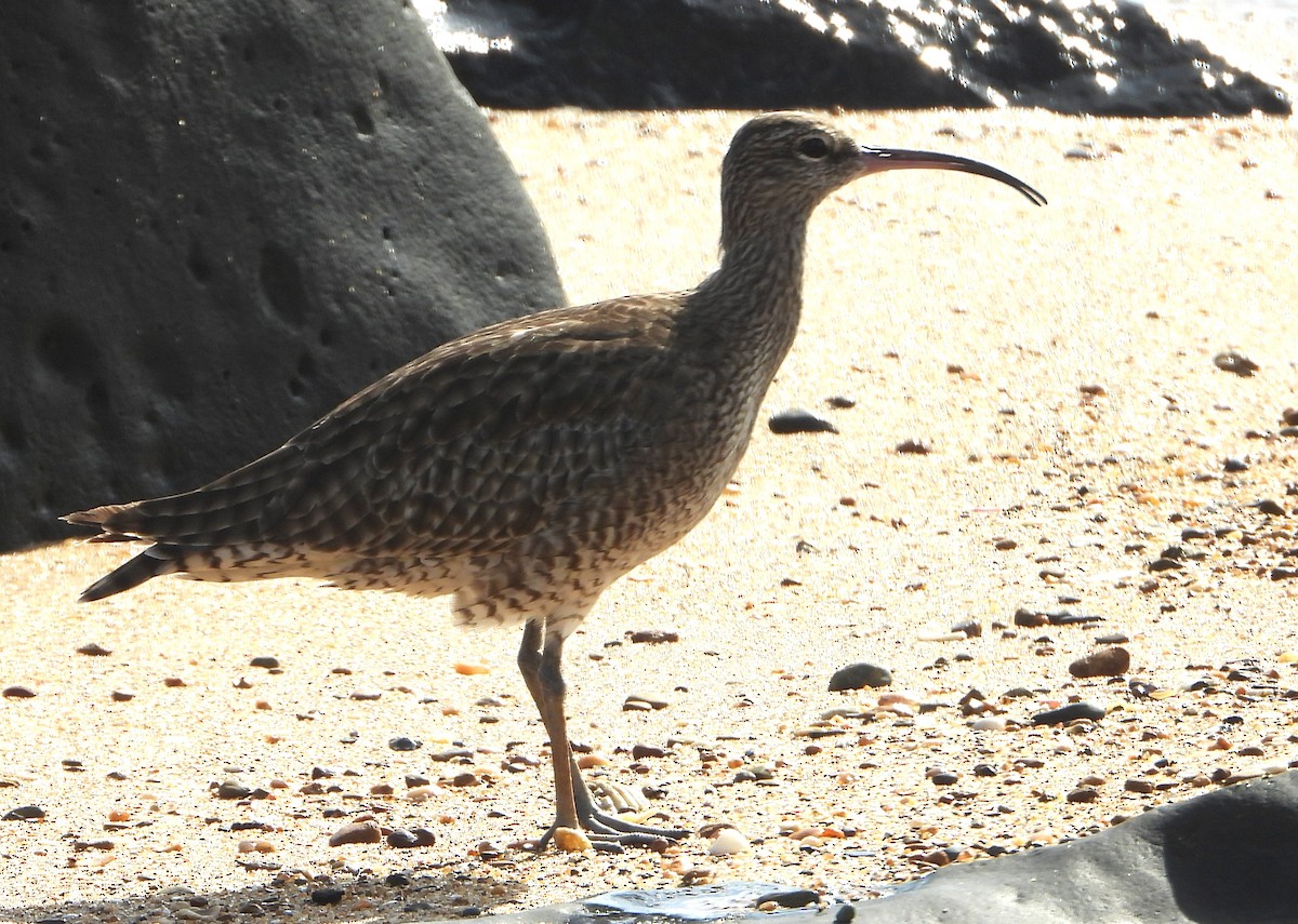 Far Eastern Curlew - ML646994439