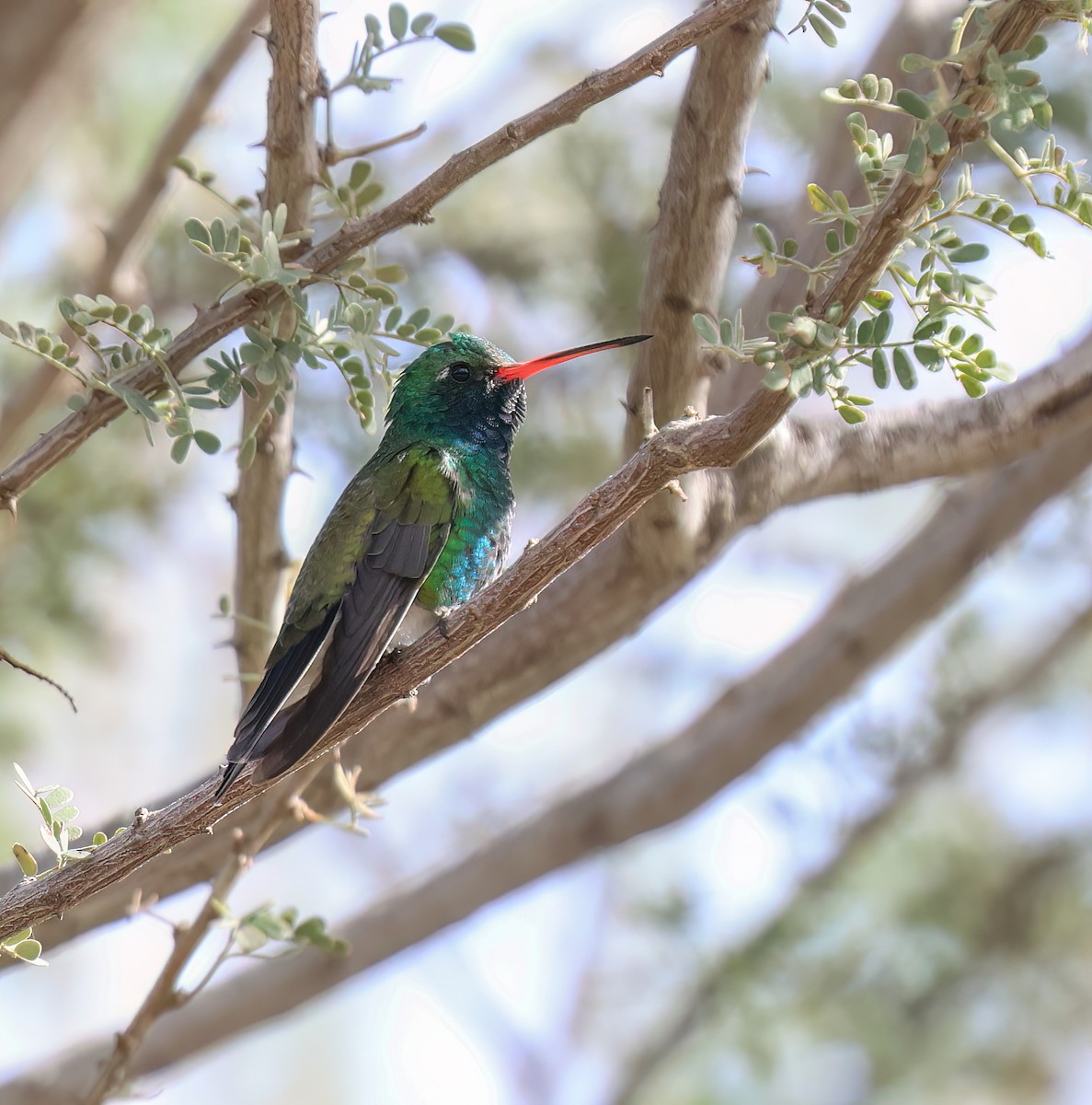 Broad-billed Hummingbird - ML646994440