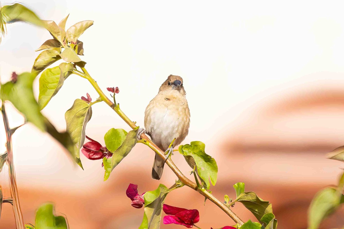 Scaly-breasted Munia - ML646994441