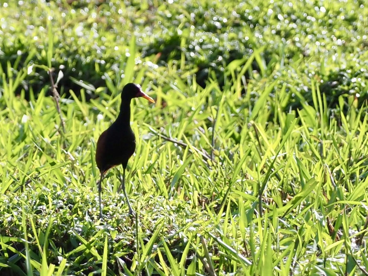 Якана червонолоба - ML646994442