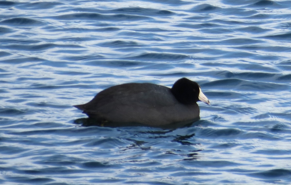 Американская лысуха - ML646994444