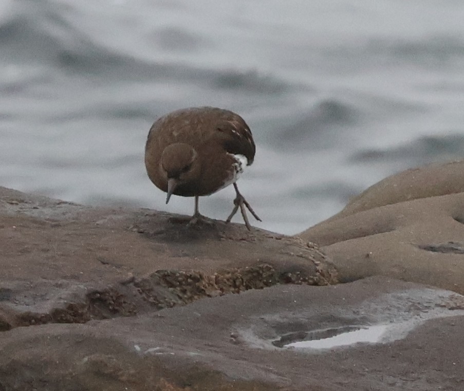 Black Turnstone - ML646994445