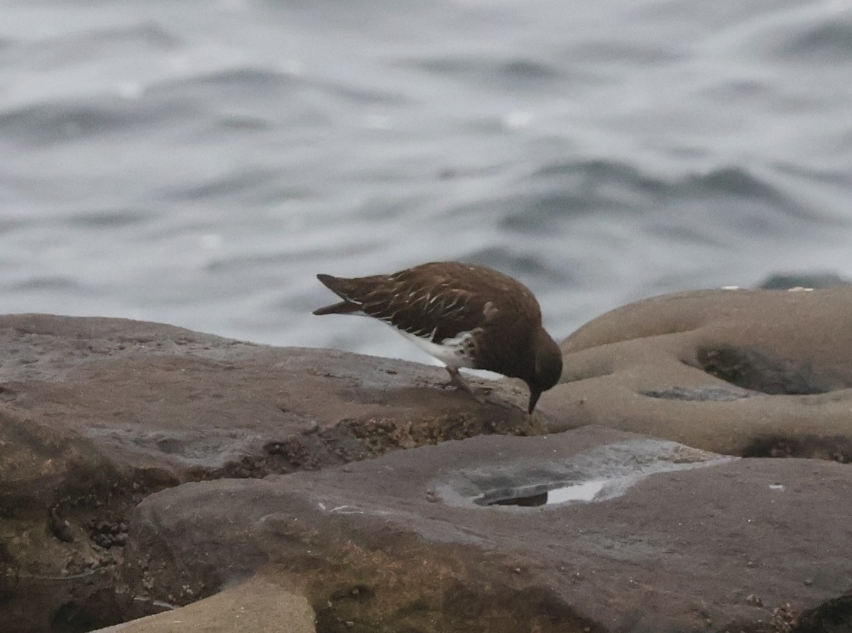 Black Turnstone - ML646994446