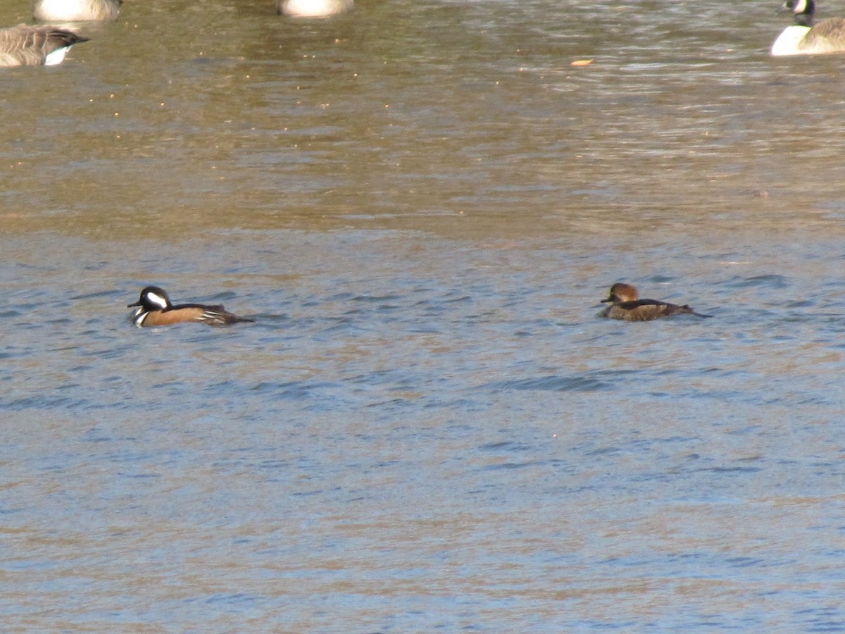 Hooded Merganser - ML646994447