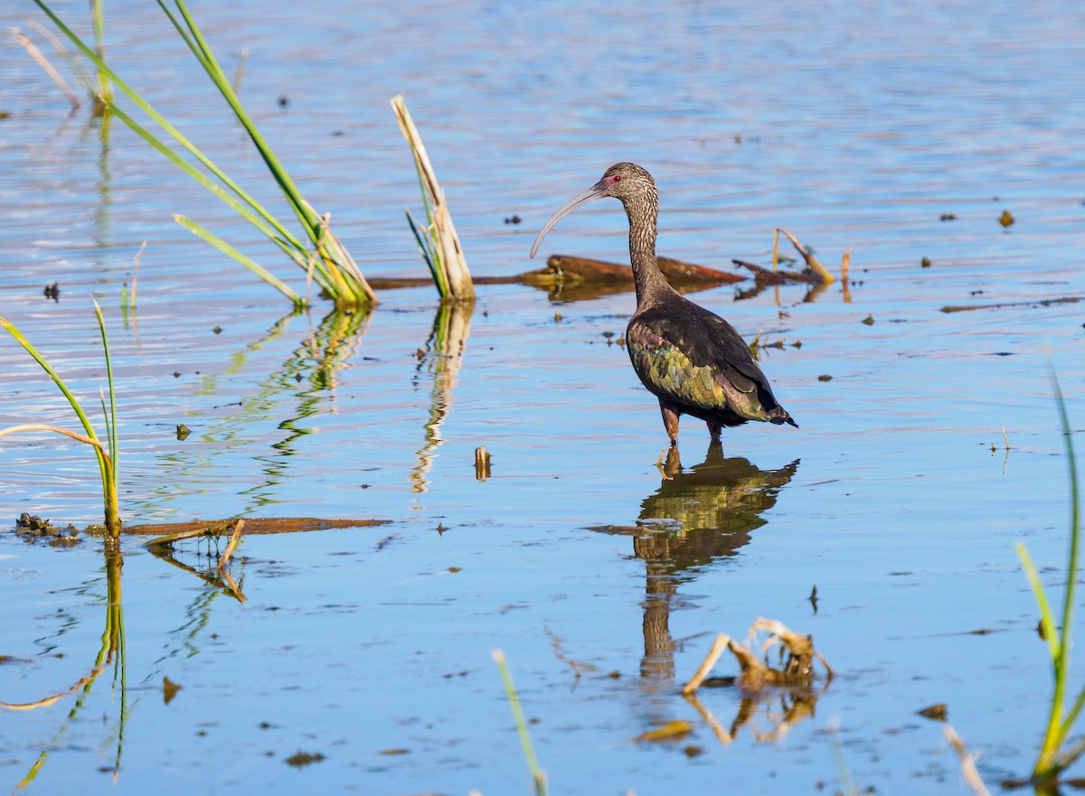 White-faced Ibis - ML646994448