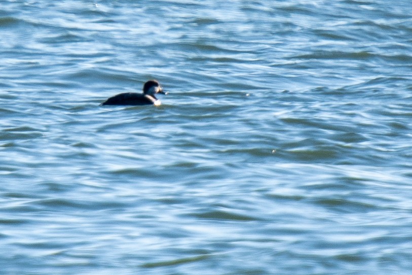 Black Scoter - ML646994449