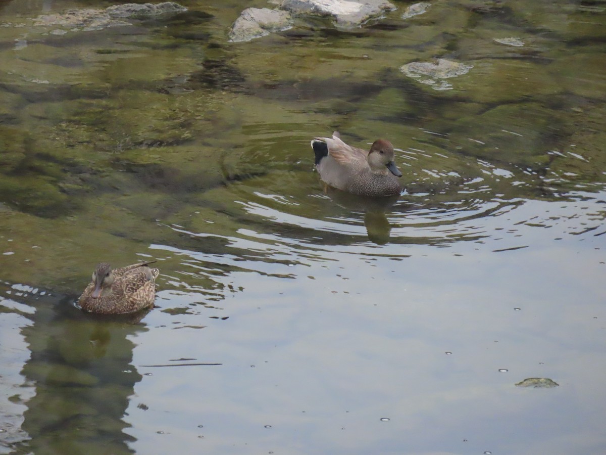 Gadwall - ML646994451