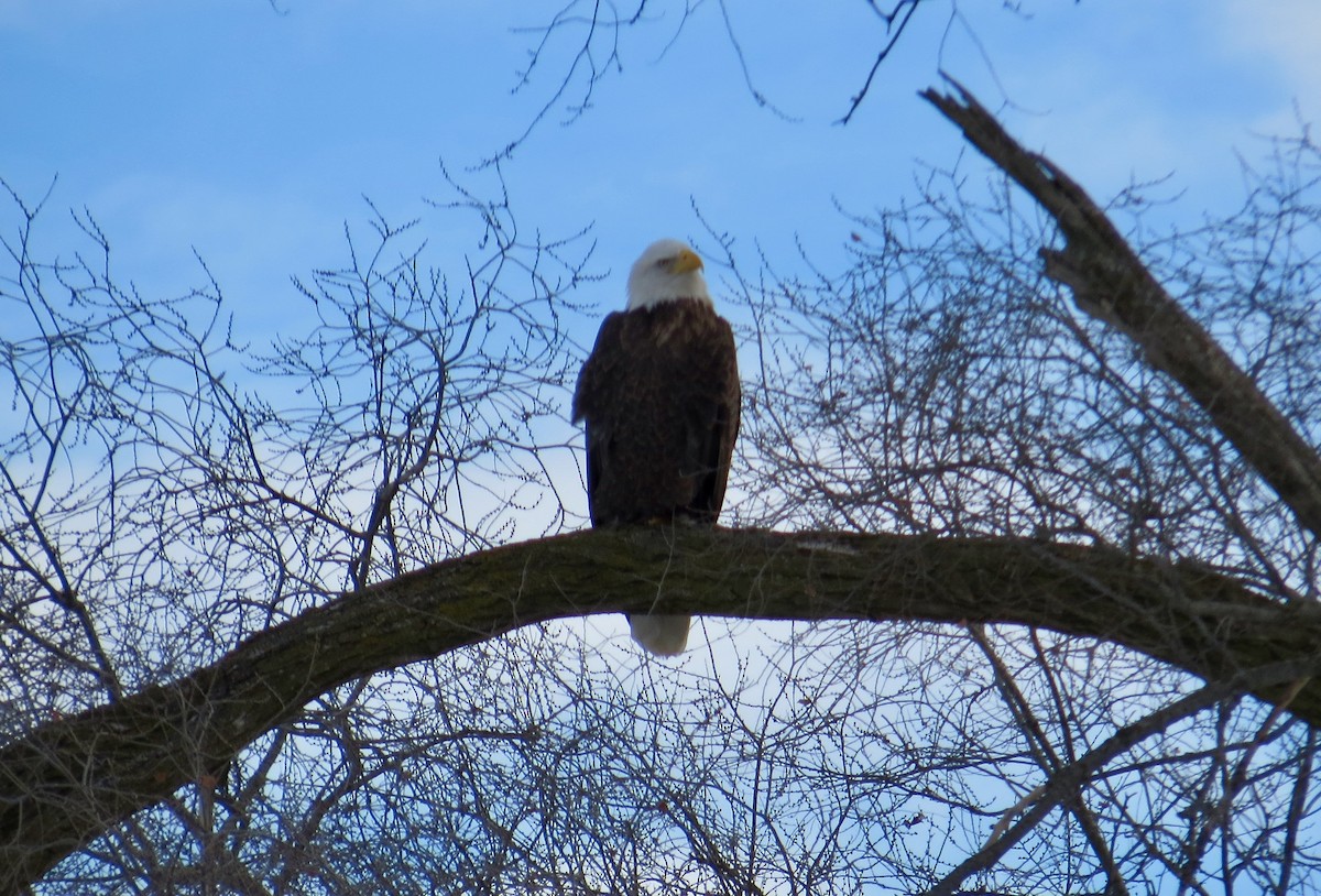 Белоголовый орлан - ML646994452