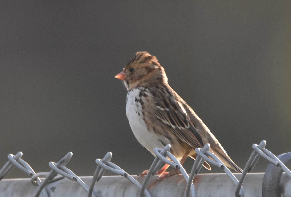 Harris's Sparrow - ML646994453