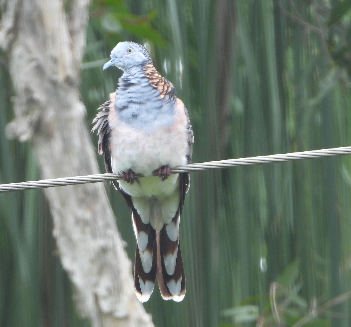 ベニカノコバト - ML646994454