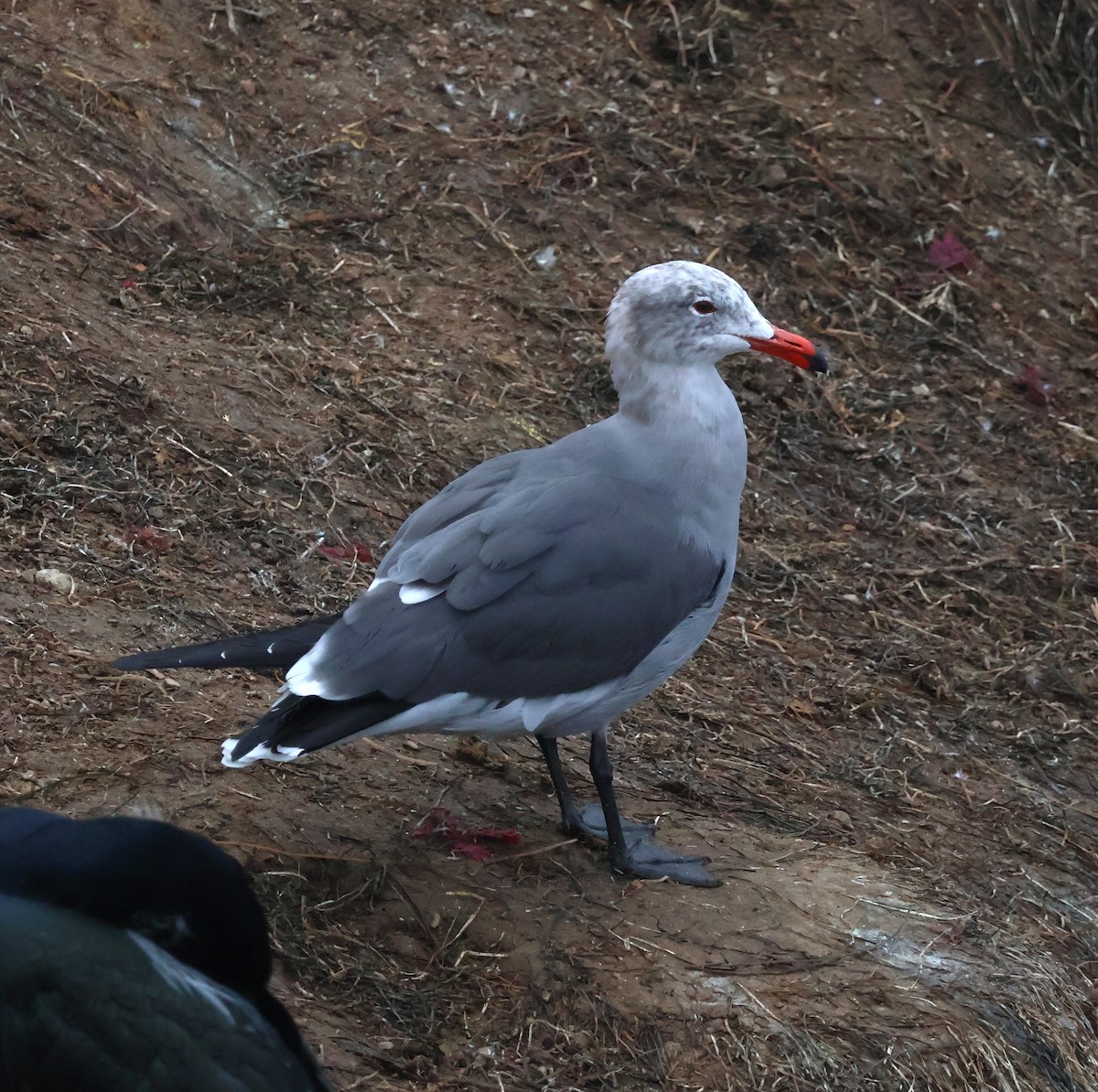 Heermann's Gull - ML646994455