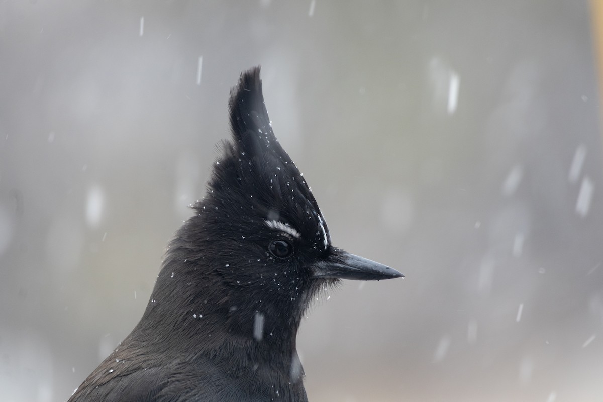 Steller's Jay - ML646994456