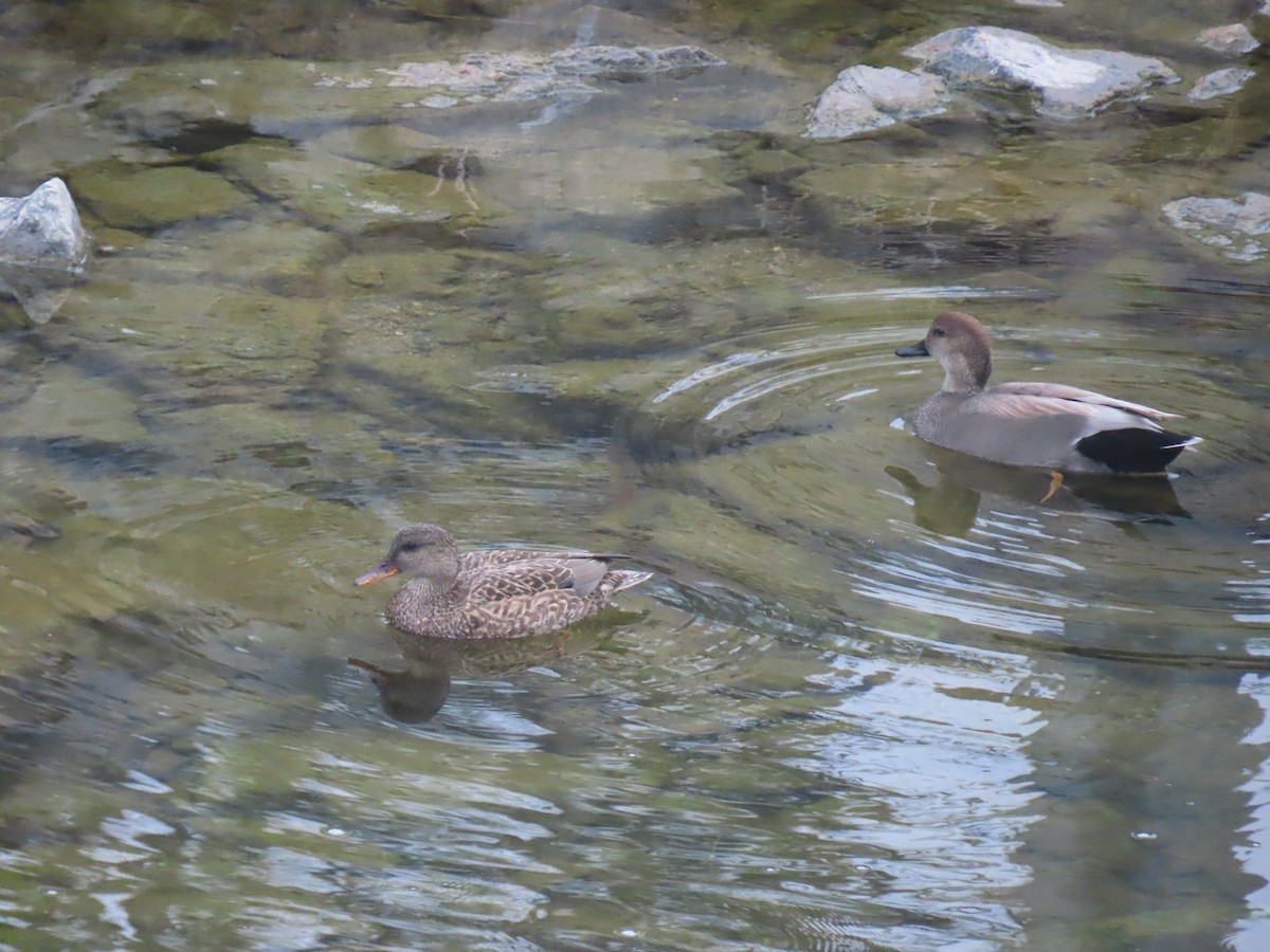 Gadwall - ML646994457