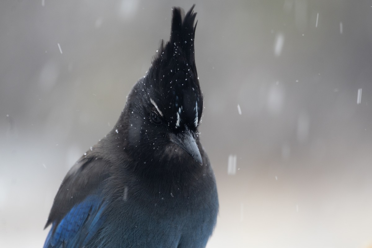 Steller's Jay - ML646994458