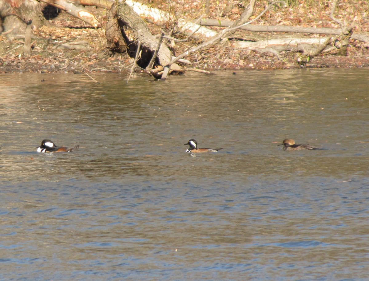 Hooded Merganser - ML646994459