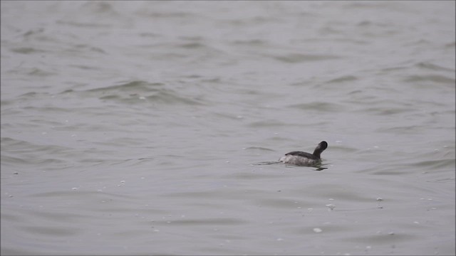 Eared Grebe - ML646994460