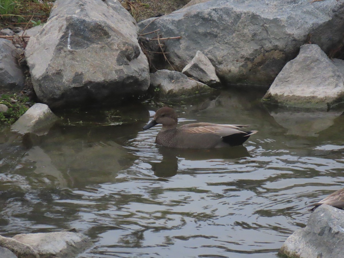kopřivka obecná - ML646994461