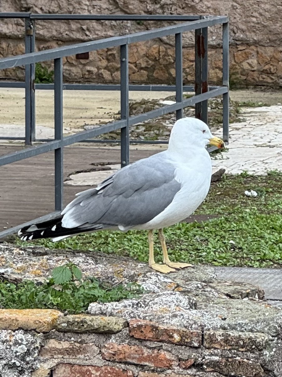 Yellow-legged Gull - ML646994465
