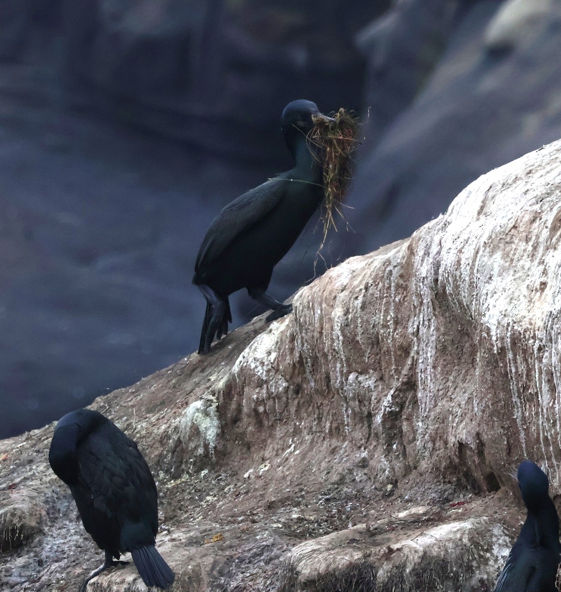 Brandt's Cormorant - ML646994466