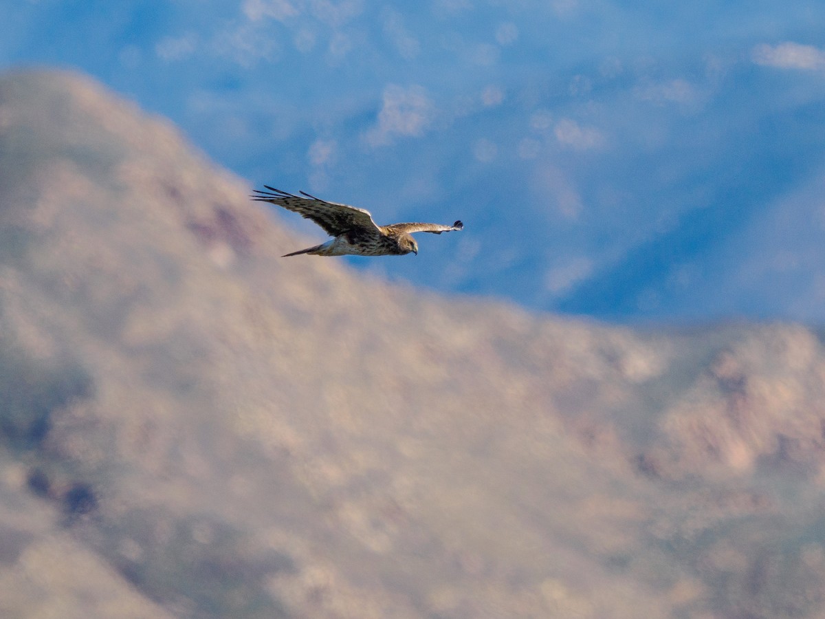 Northern Harrier - ML646994467