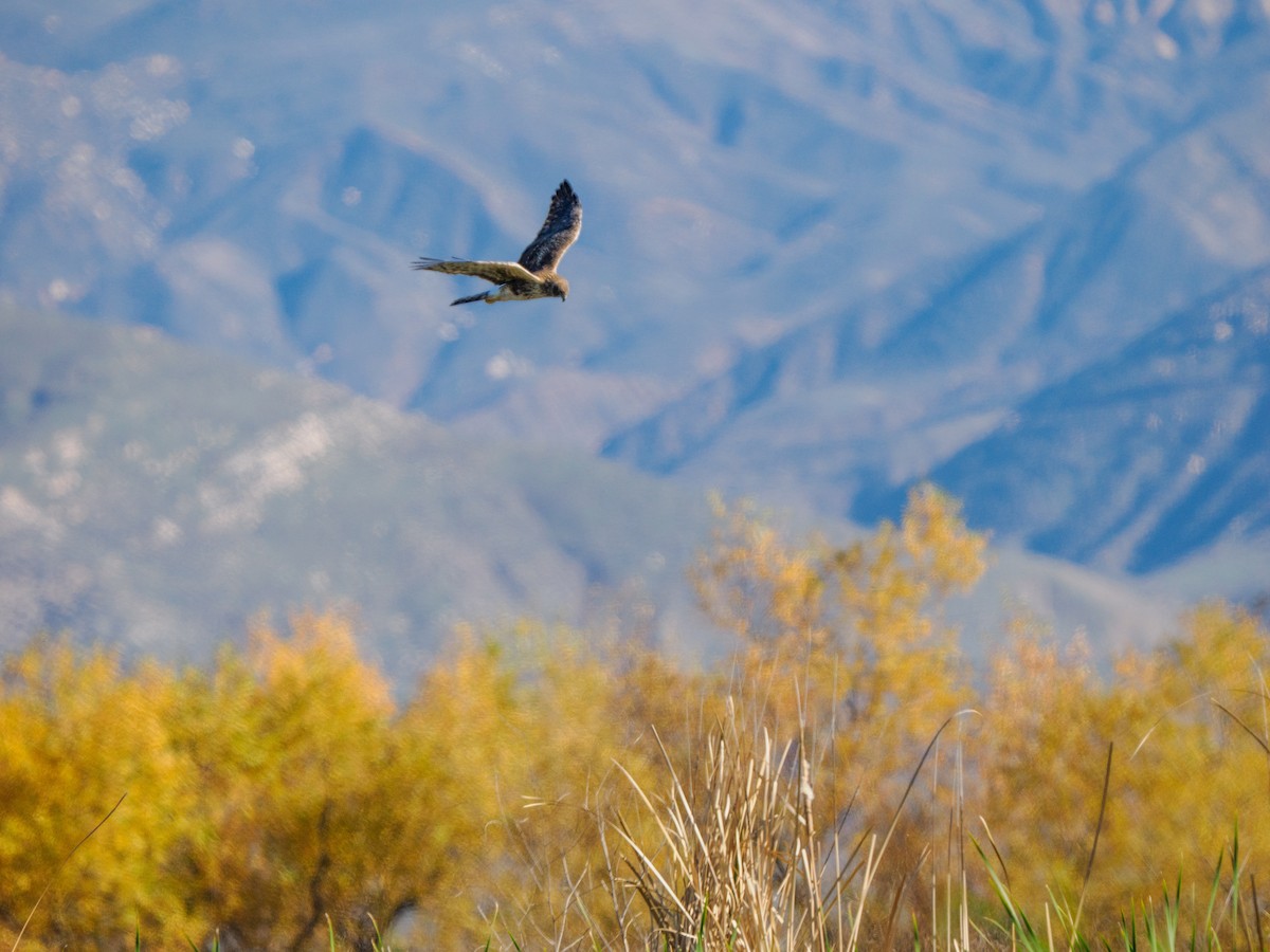Northern Harrier - ML646994470