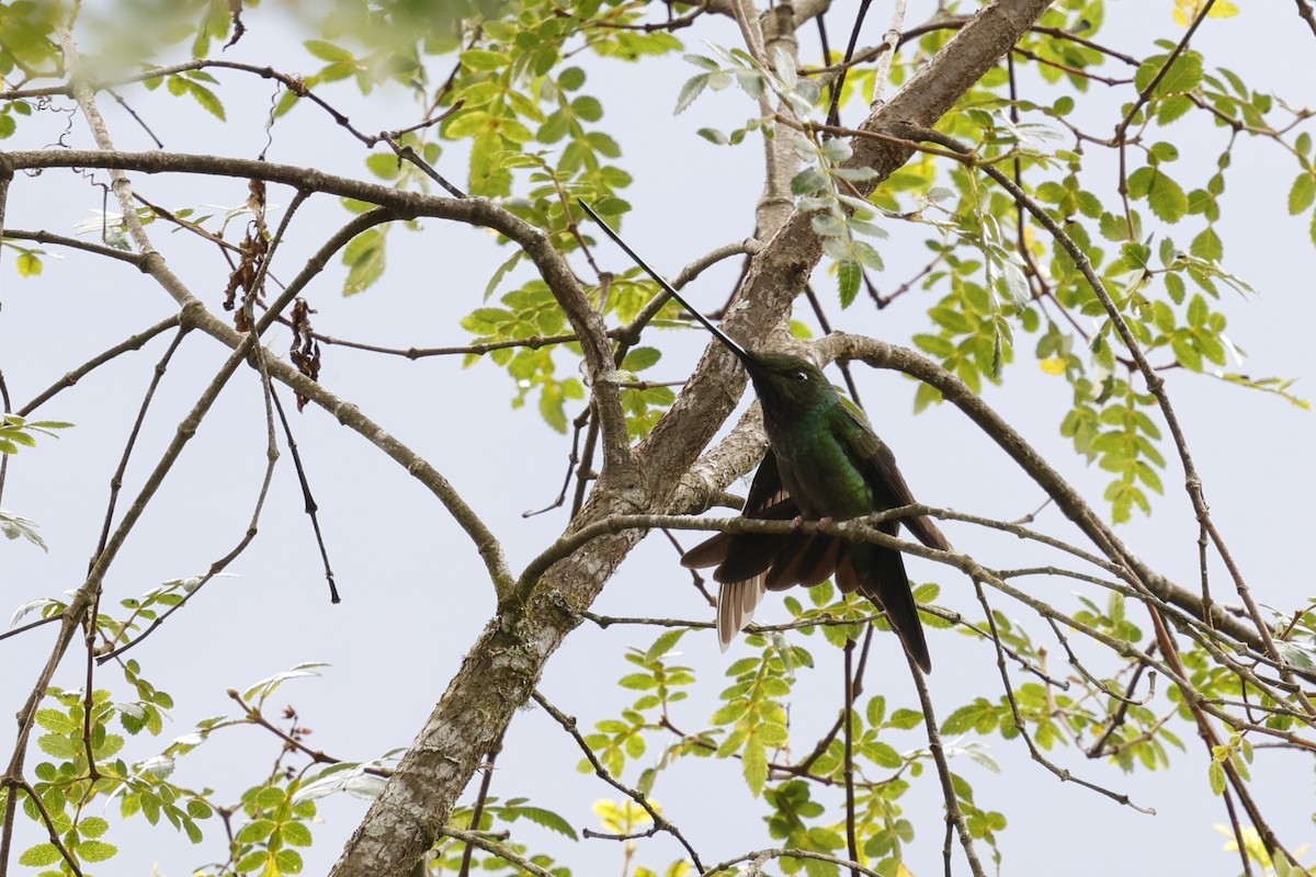 Sword-billed Hummingbird - ML646994473