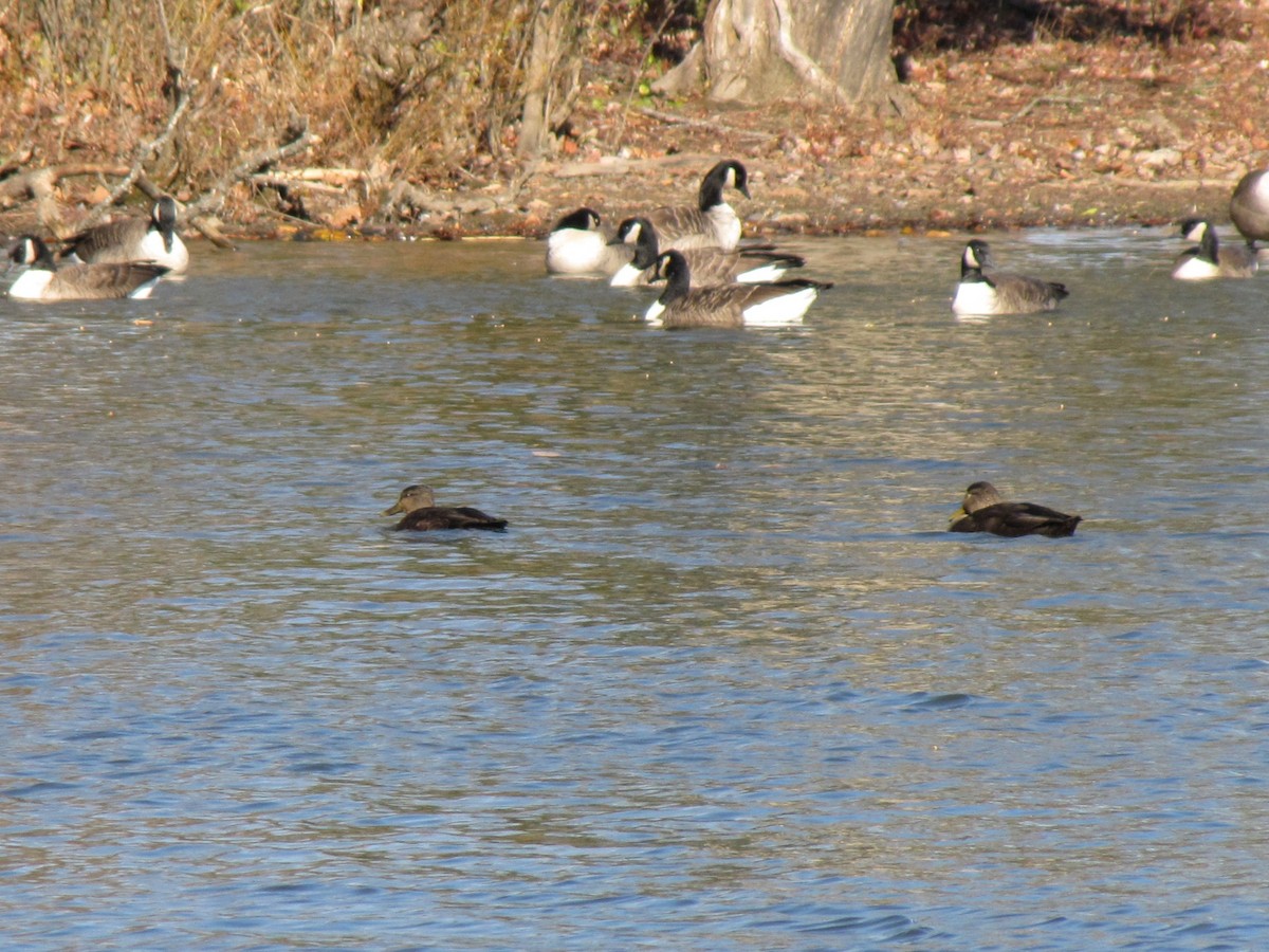American Black Duck - ML646994475
