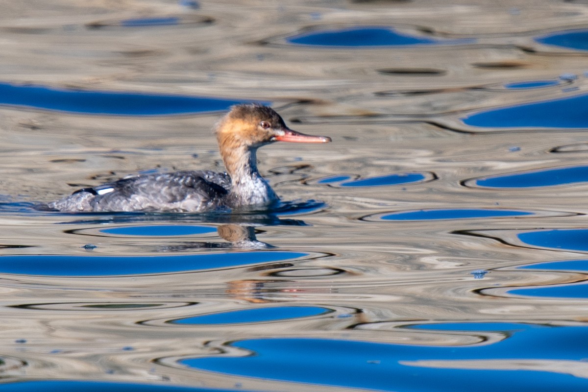 מרגון בינוני - ML646994476