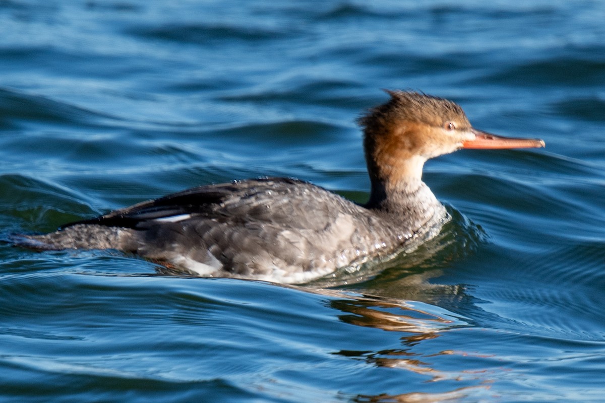 מרגון בינוני - ML646994477