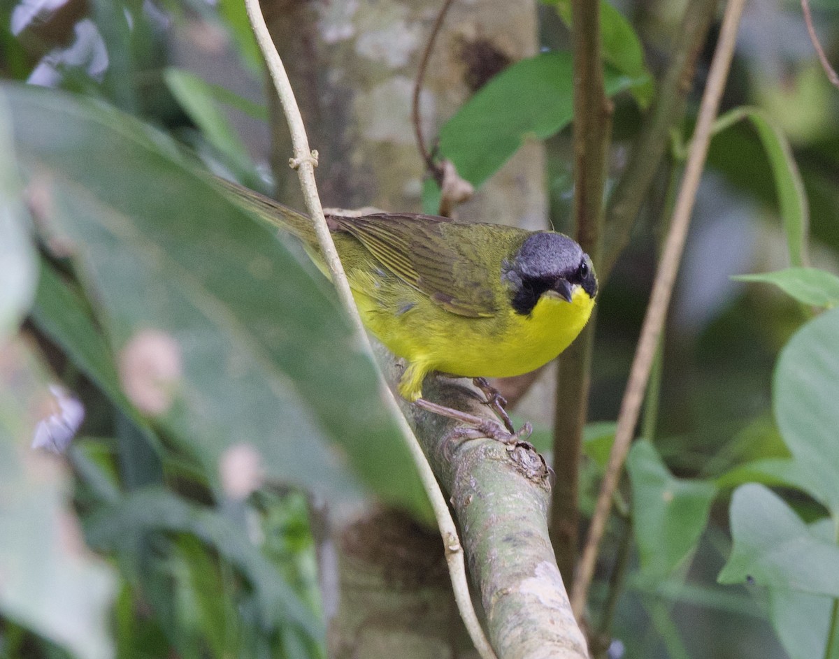 Brasiliengelbkehlchen - ML646994480