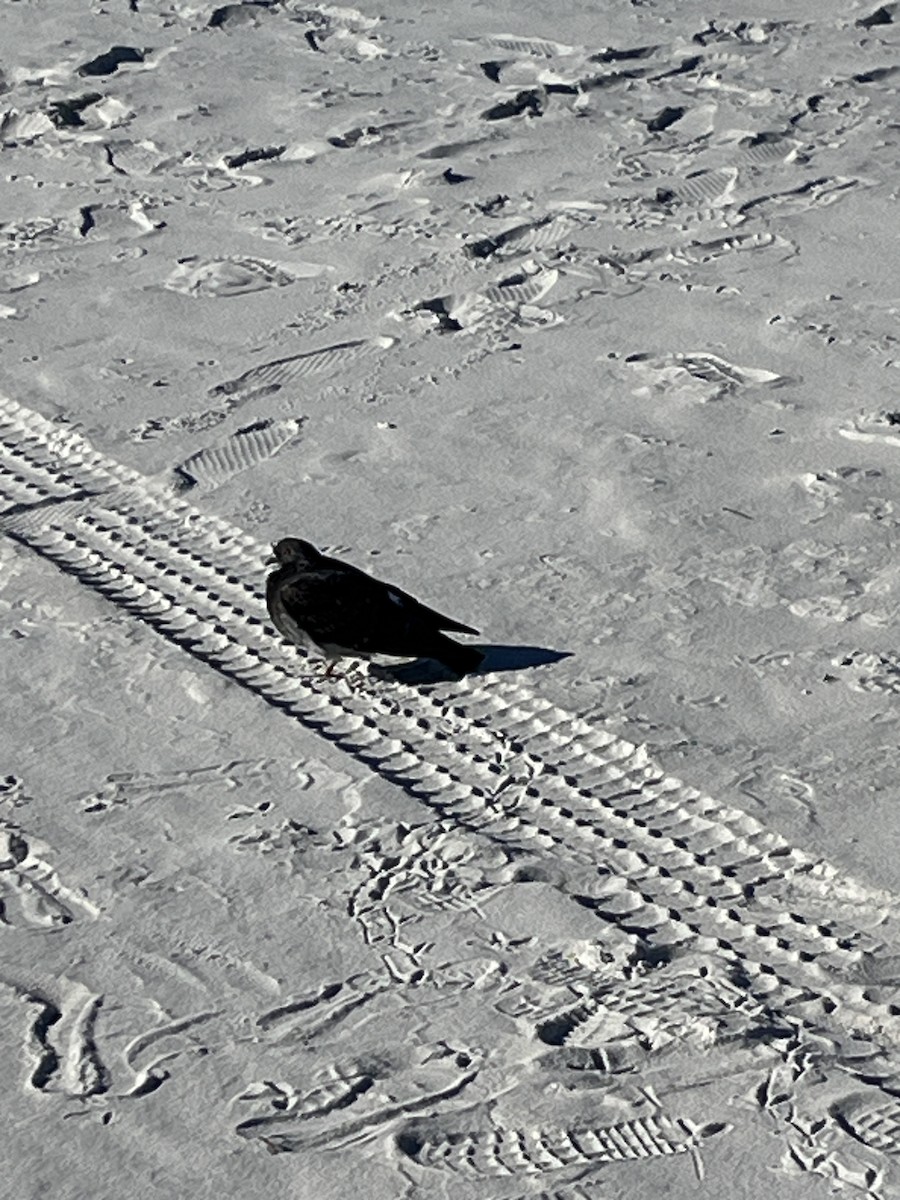 Rock Pigeon (Feral Pigeon) - ML646994481