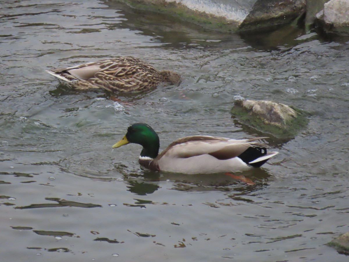 kachna divoká - ML646994482