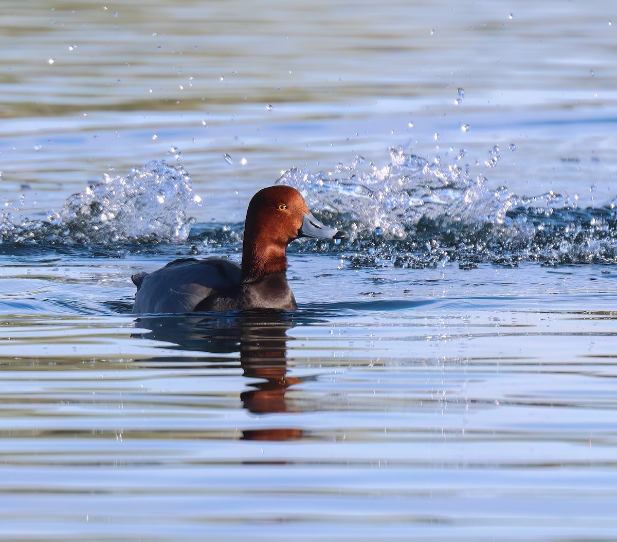 Redhead - ML646994488