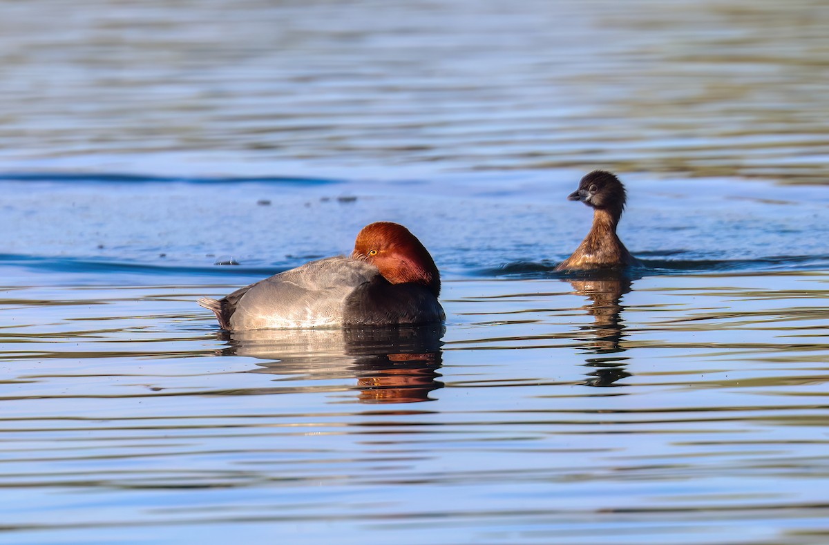 Redhead - ML646994489