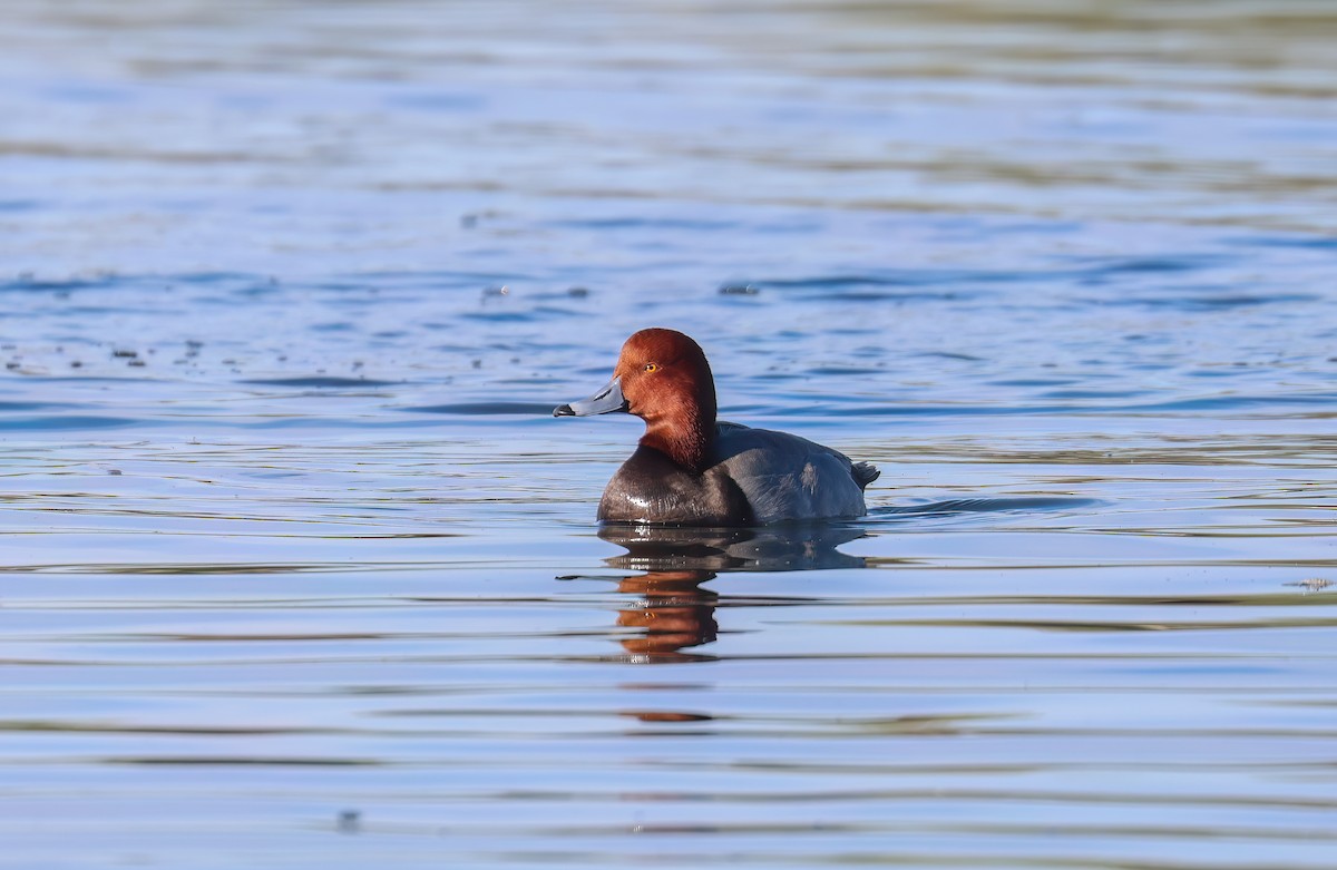 Redhead - ML646994490