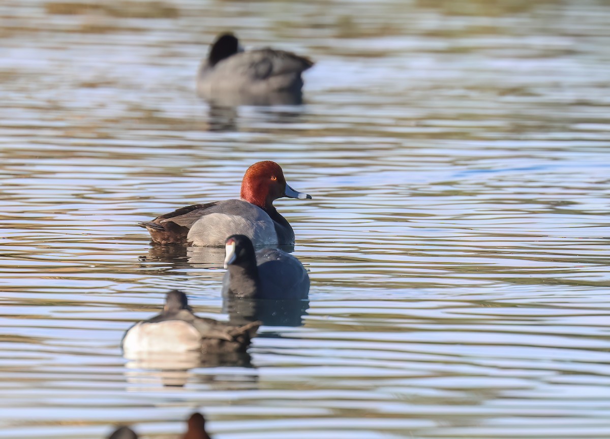 Redhead - ML646994491