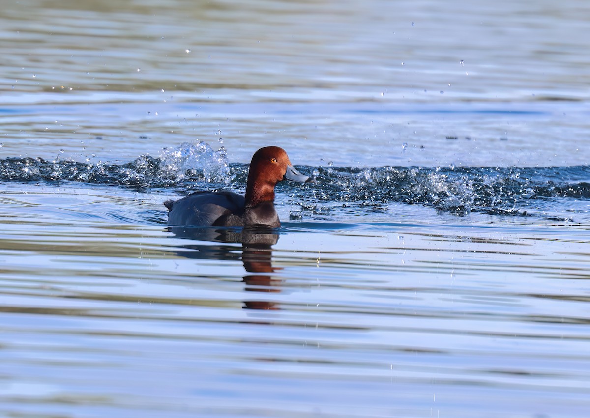 Redhead - ML646994492