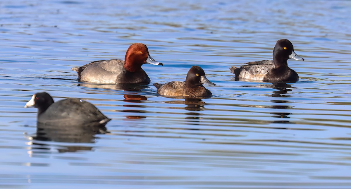 Redhead - ML646994493
