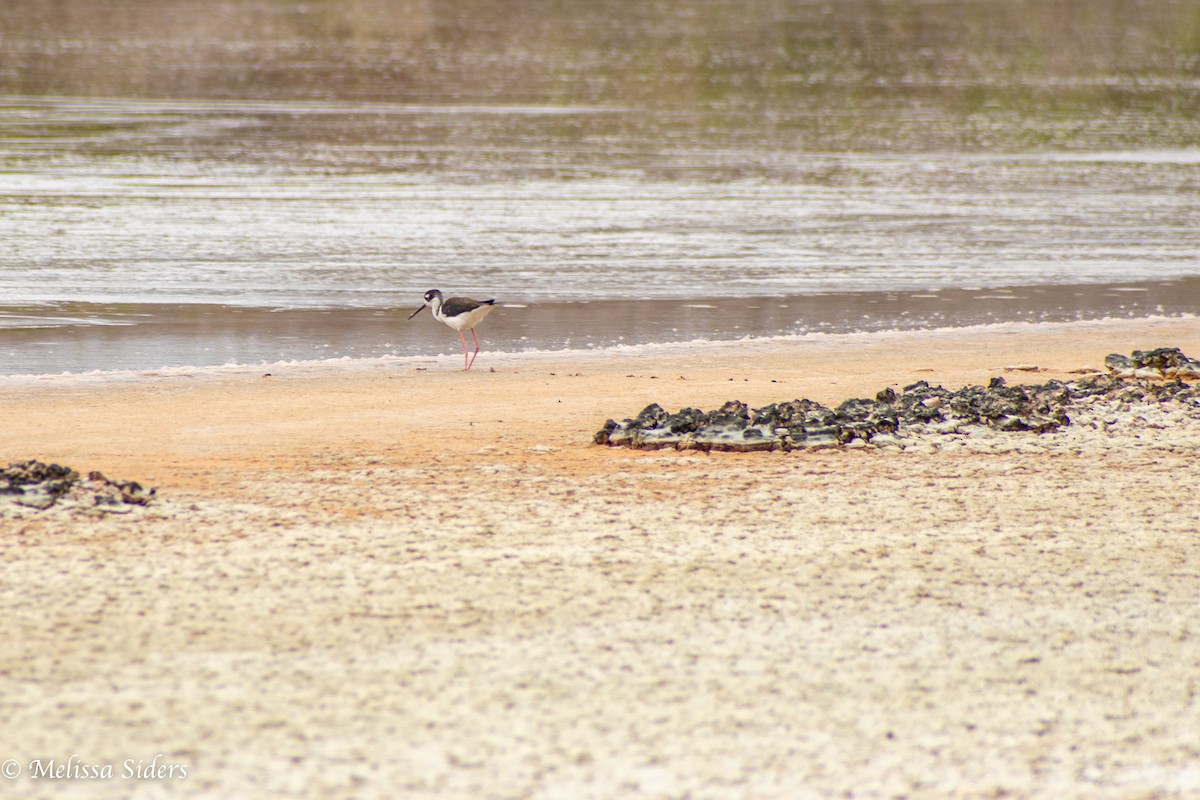 Black-necked Stilt - ML646994495