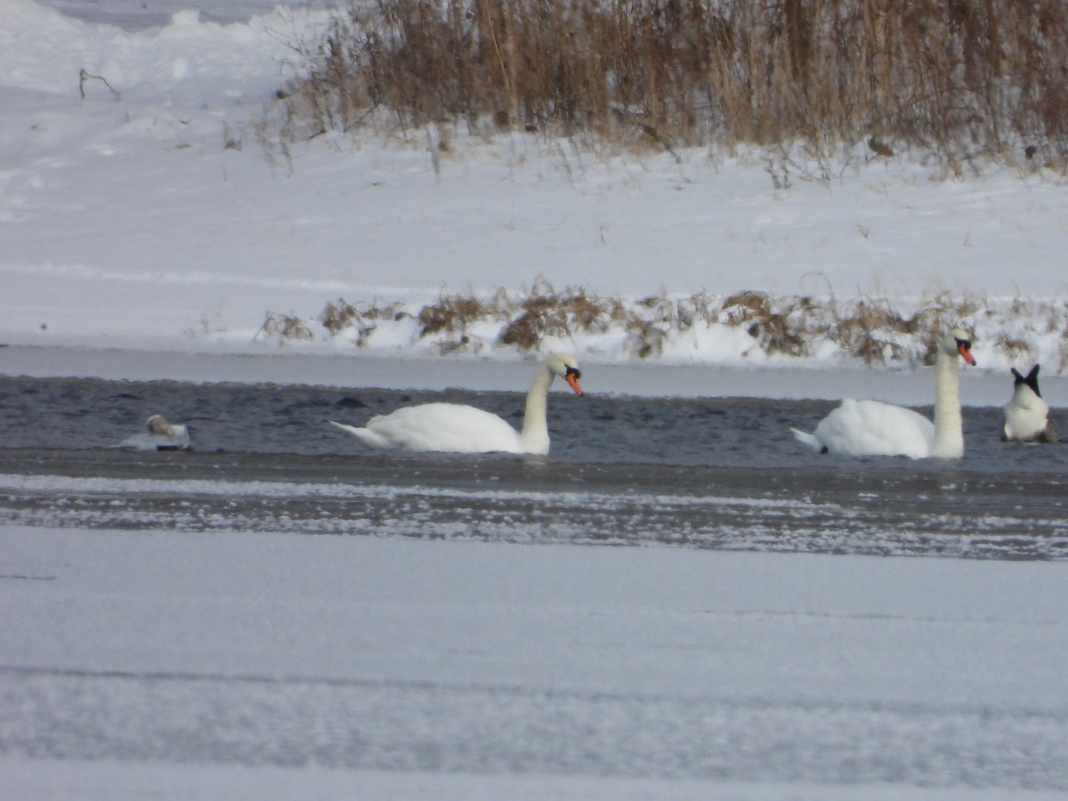 Beltxarga arrunta - ML646994496