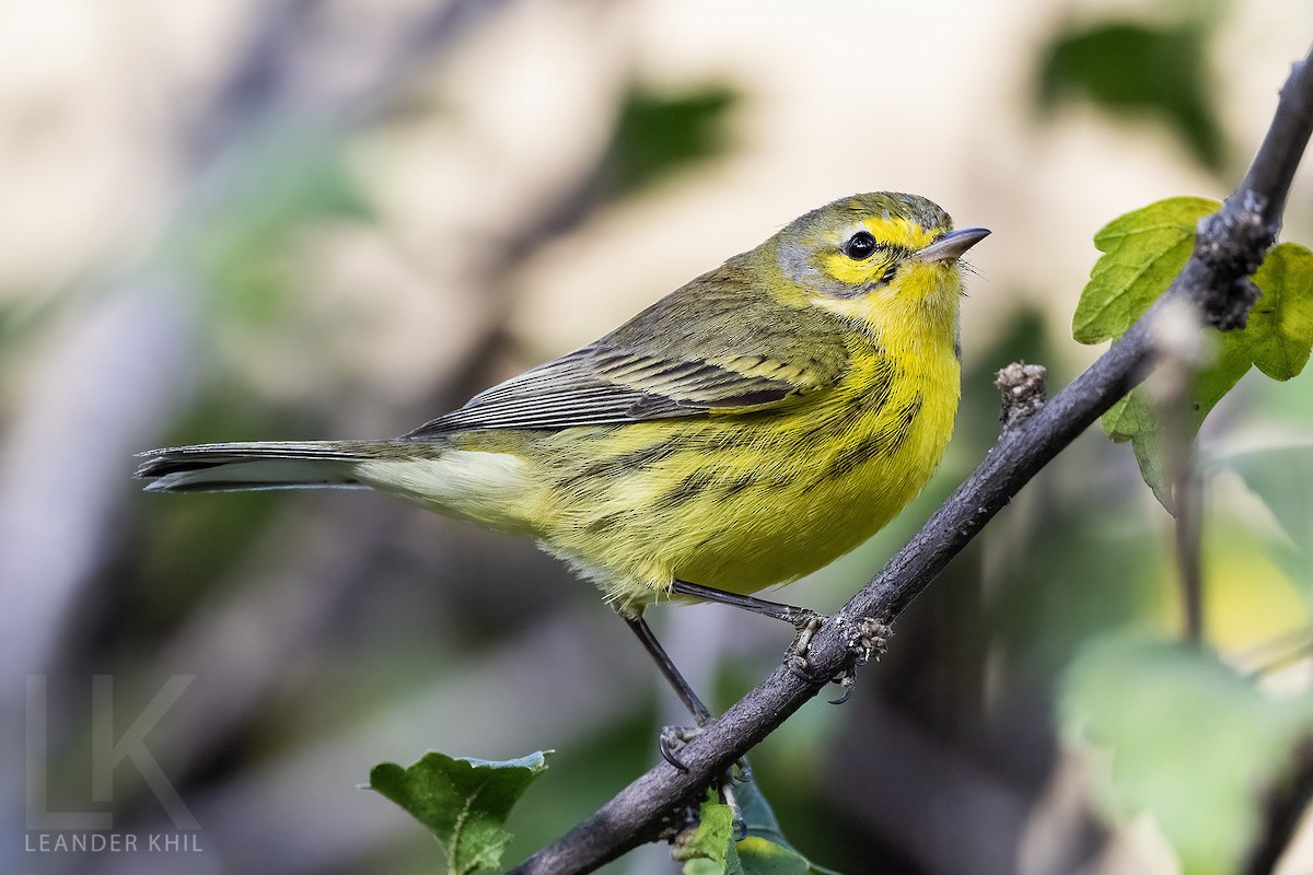 lesňáček pokřovní - ML646994497