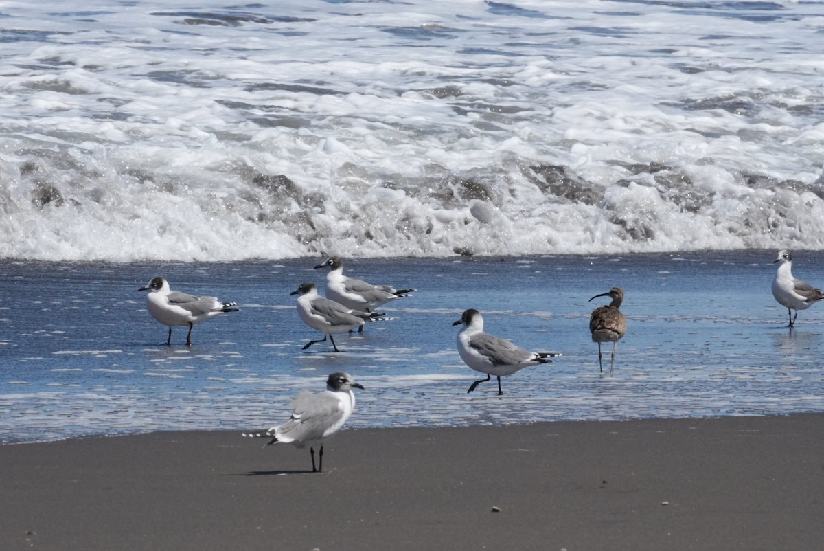 Franklin's Gull - ML646994498