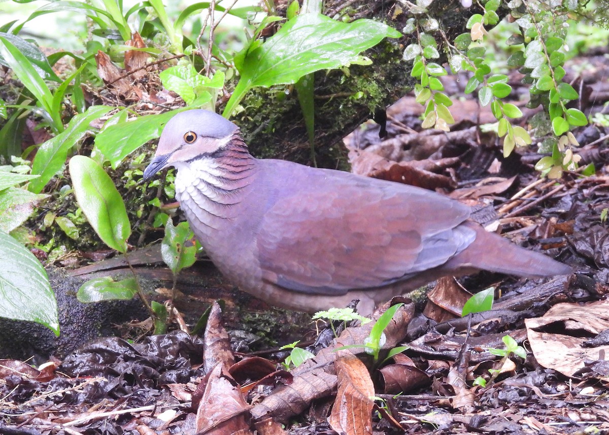 White-throated Quail-Dove - ML646994500