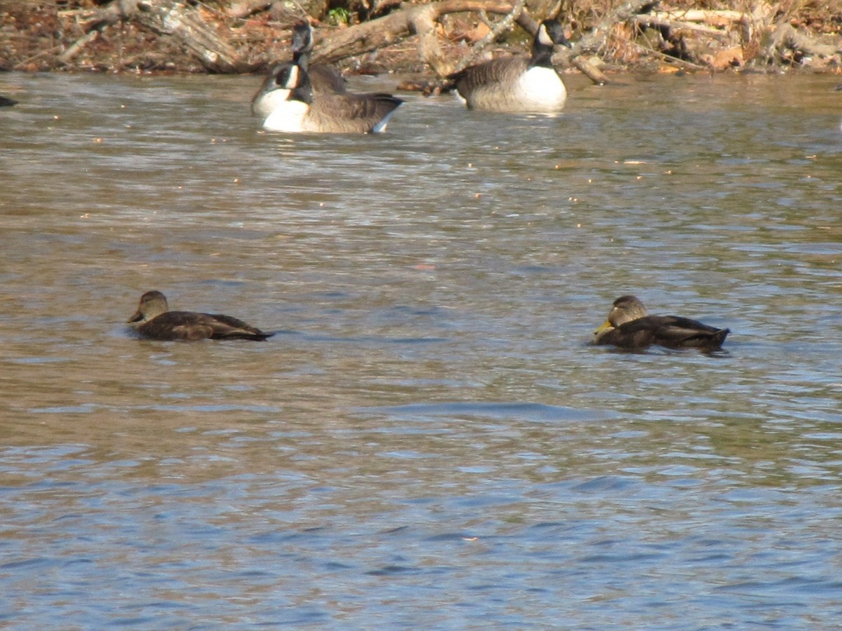 American Black Duck - ML646994501