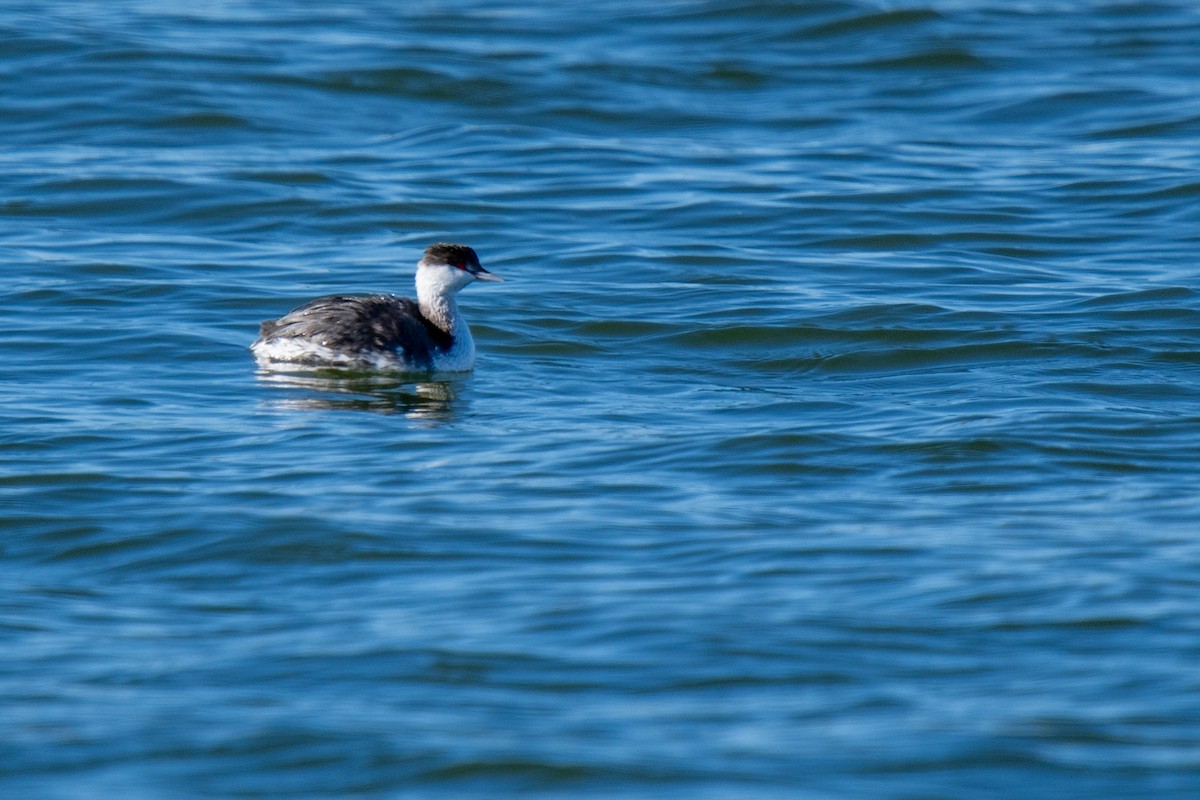 Txilinporta urrebelarria - ML646994503