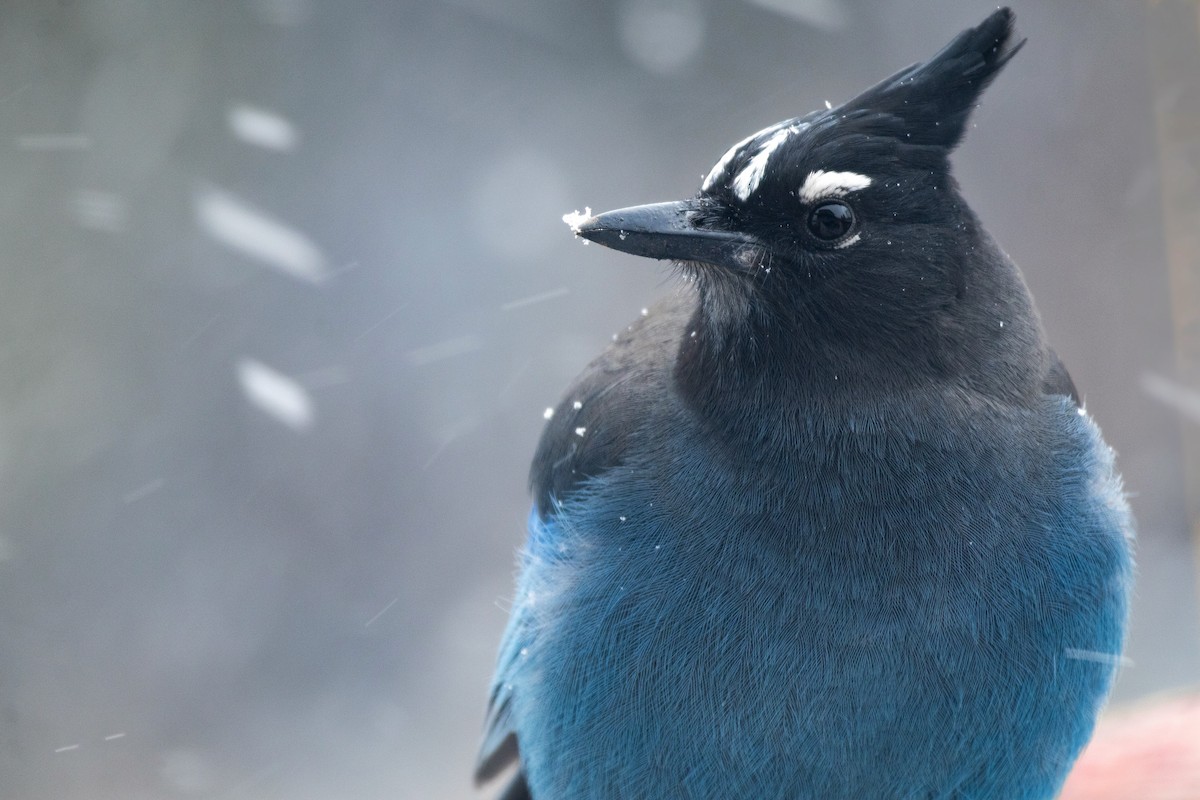 Steller Kargası - ML646994505