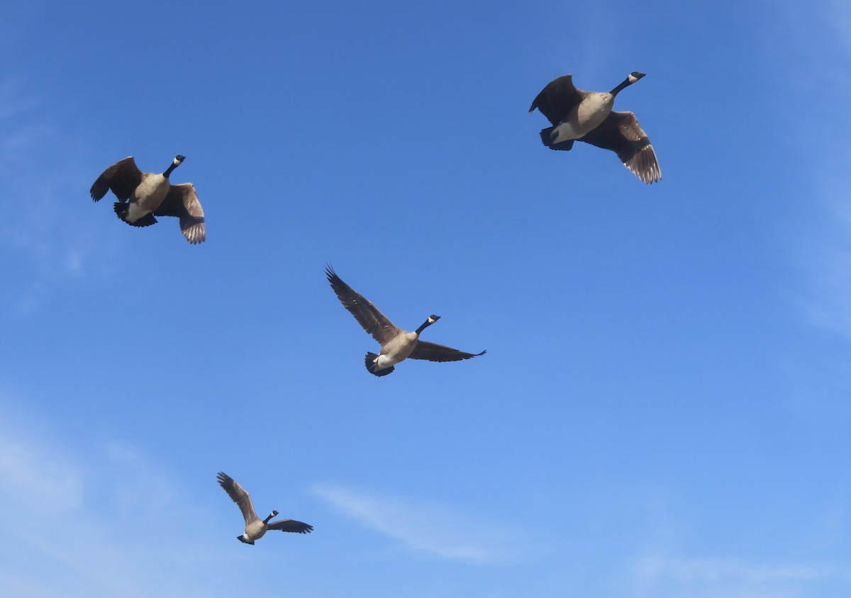 Bernache du Canada - ML646994506