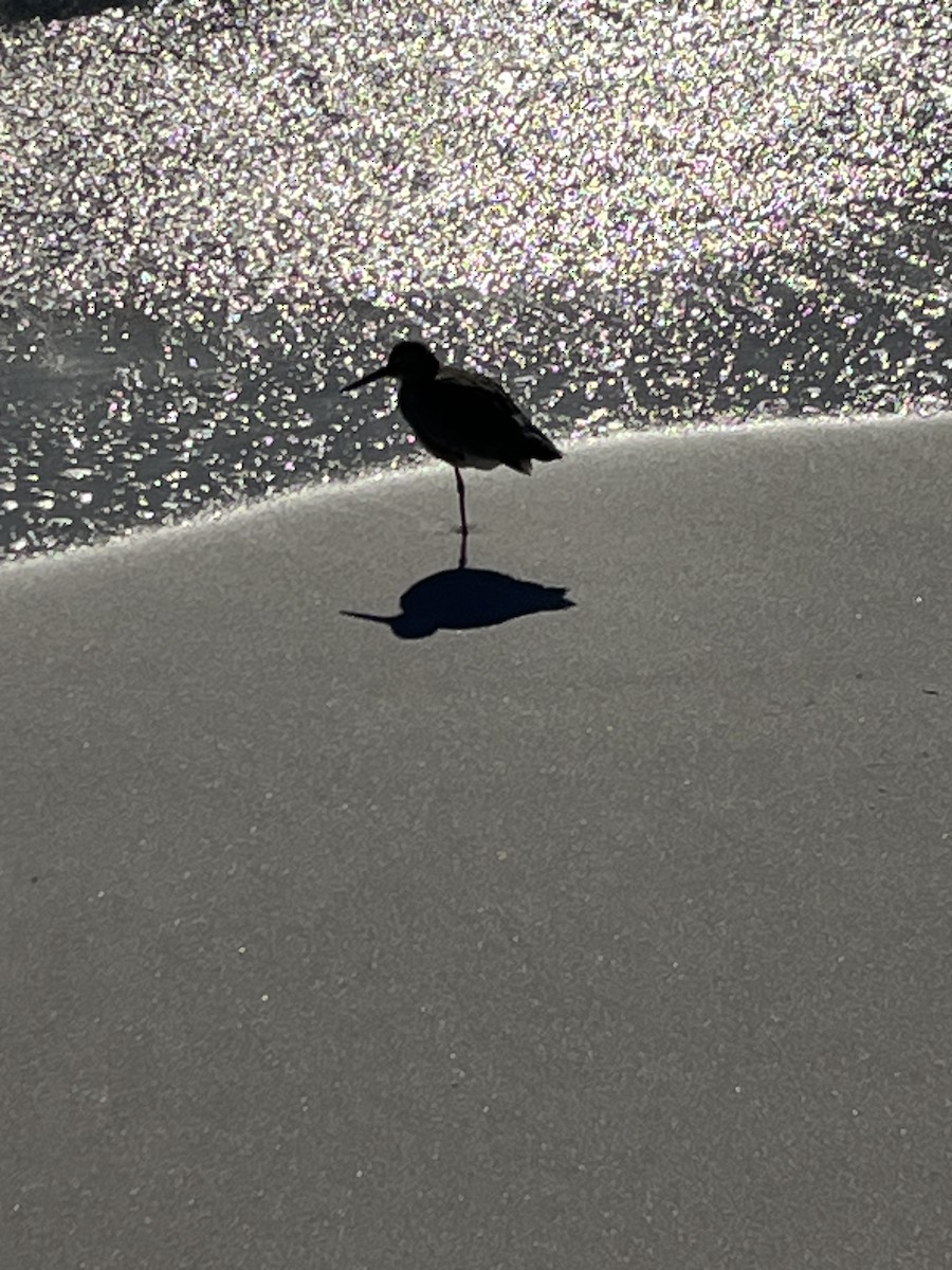 Willet - ML646994508