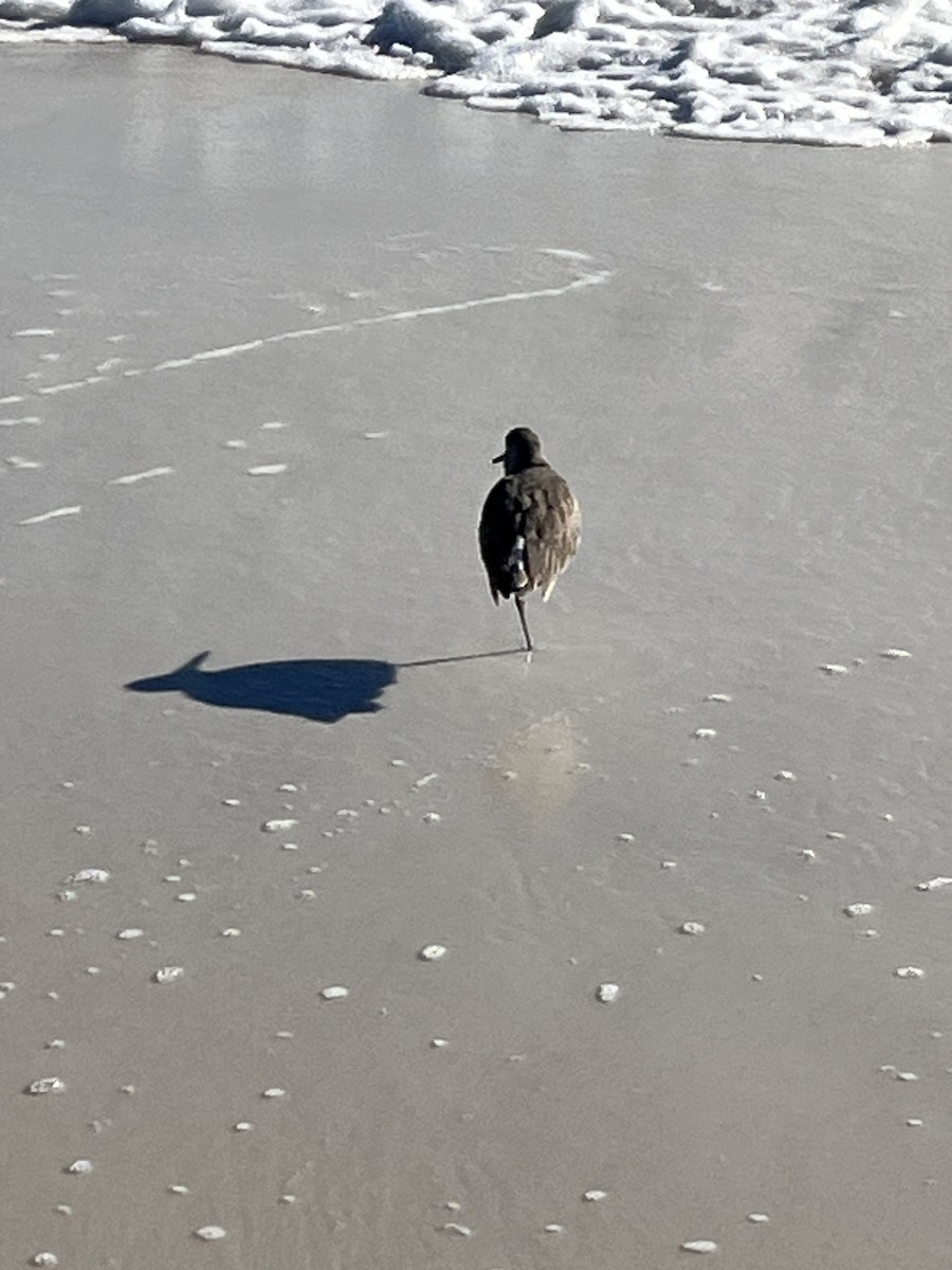 Willet - ML646994509