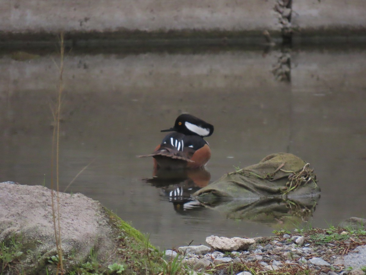 morčák chocholatý - ML646994510